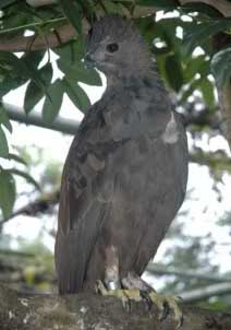 ... Burung Elang ~ Kumpulan Gambar & Foto Binatang, Hewan, Flora & Fauna