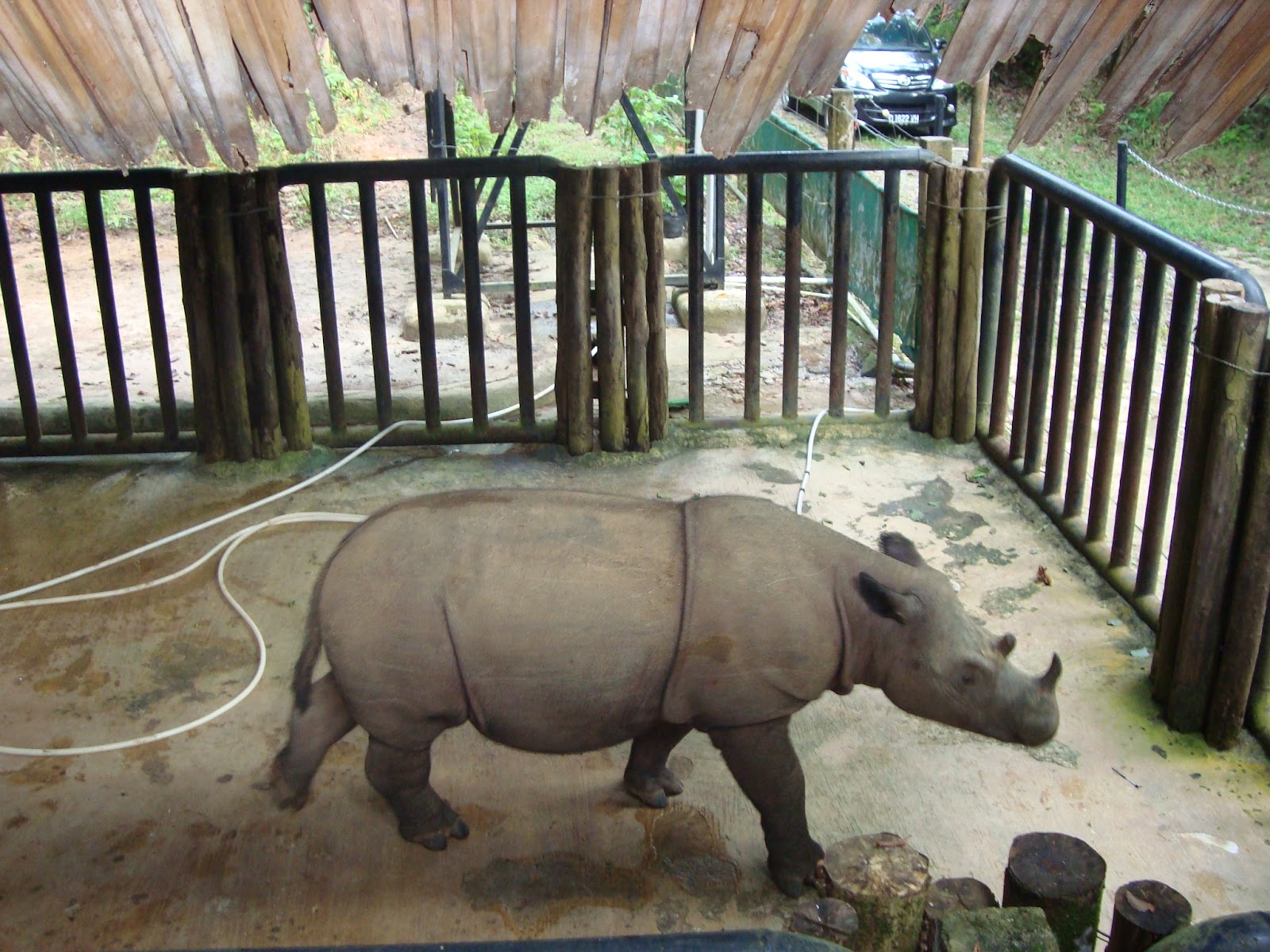 Wisata Alam Nusantara Way  Kambas  Pusat Konservasi Gajah 