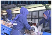 Sebagai Upaya Menyelesaikan Permasalahan Sampah di Pemalang, Bupati Mansur Membuka Peresmian Tempat Pengolahan Sampah Terpadu (TPST) Surajaya