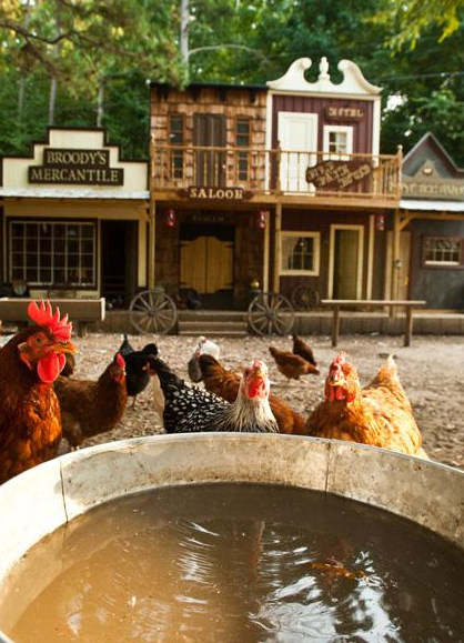 Chicken Waterer: Wild West Style Chicken Coop In North ...