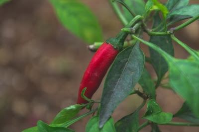 Shrews have been found to eat hot peppers. It was discovered that a mutation and loss of information allowed this, and has falsely been called evolution.