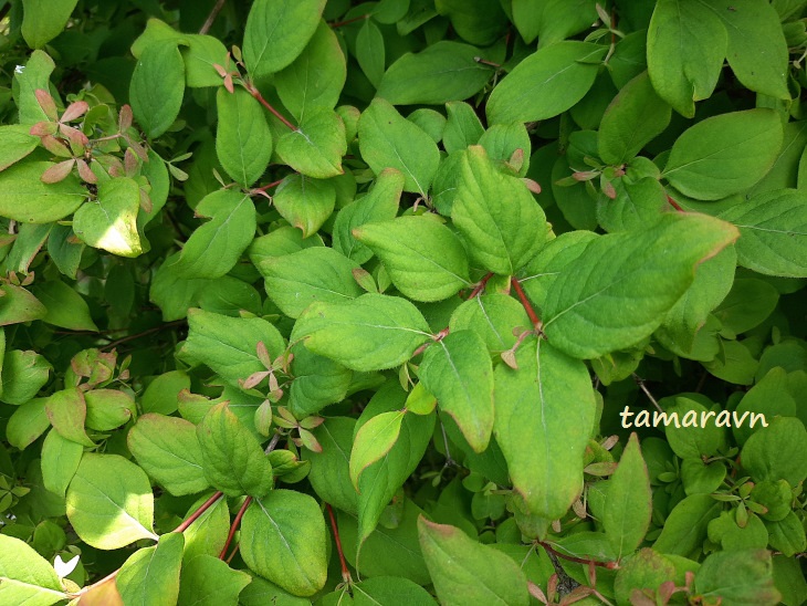 Абелия корейская / Забелия двуцветковая разновидность корейская (Abelia coreana, =Zabelia biflora var. coreana)