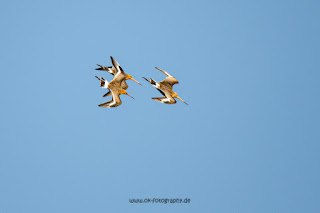 Wildlifefotografie Uferschnepfen Olaf Kerber