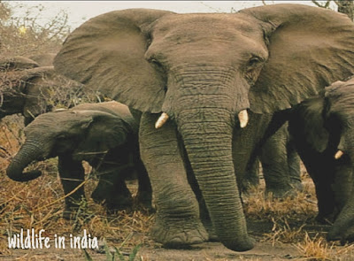 Wildlife in india