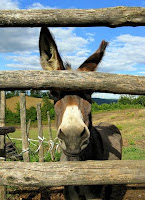 Tuscan Burro