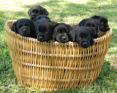 Picture of the puppy litter in a basket - all are black and one is mine!