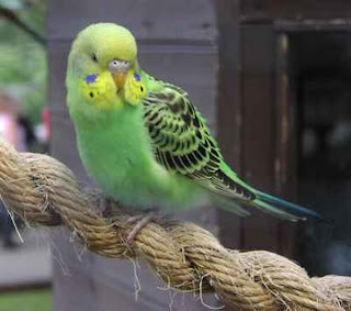 budgerigar