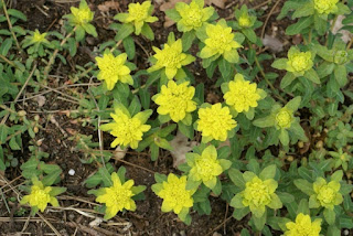 Euphorbe polychrome - Euphorbia epithymoides - Euphorbia polychroma