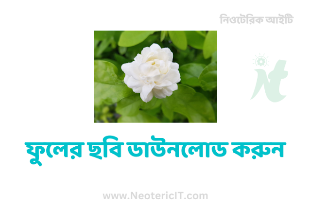 ৪৫০+  ফুলের ছবি ডাউনলোড করুন ২০২৩ সালের সেরা - fuler chobi  - neotericit.com