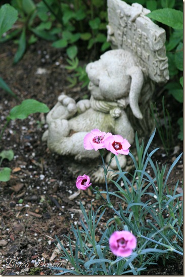 Dianthus_Vintage Rose