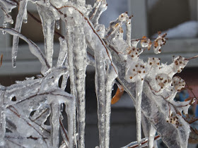 ice on shrub