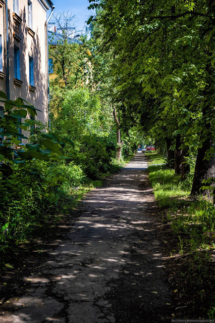 Пешеходная дорожка в тени высоких деревьев