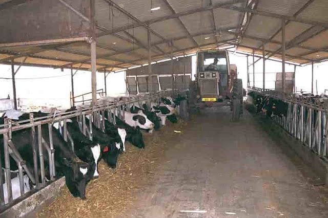 Cow farming