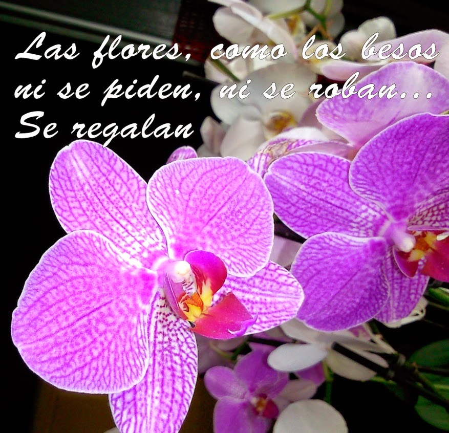 Imagenes De Ramos De Rosas Con Frases - Rosas poemas,frases y imagenes de amor Facebook