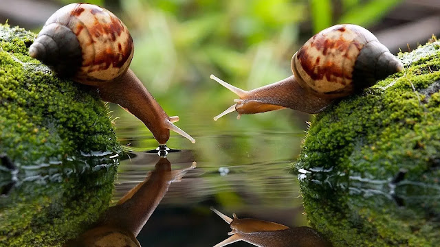 Snails