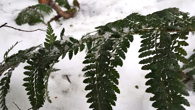 Mt Donna Buang Snow