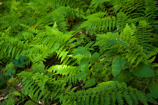 Ferns, Abhayagiri Monastery