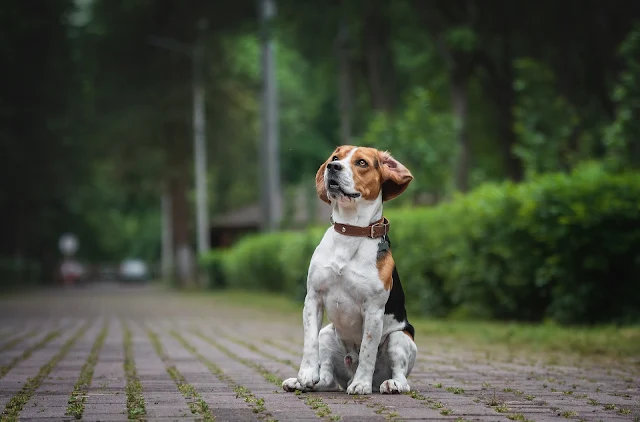 Dog Park Etiquette Tips