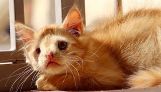 Gato abandonado por ser "demasiado feo", finalmente encuentra a alguien que vio su verdadera belleza