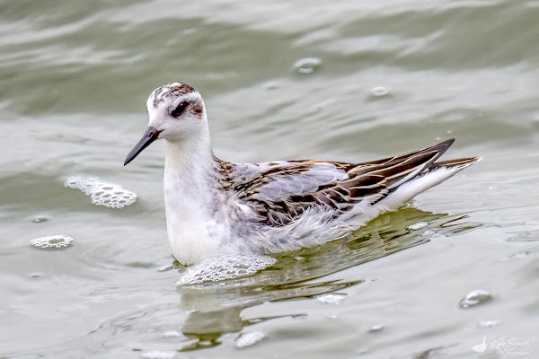 Grey phalarope