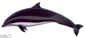 delfin de Fraser Lagenodelphis hosei
