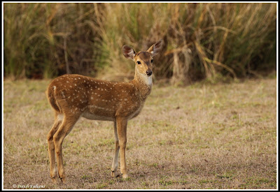 Spotted deer, Kanha National Park