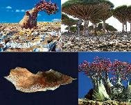 Collage of Socotra Island Native Plants and Geography