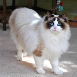 Ragdoll Cat Picture