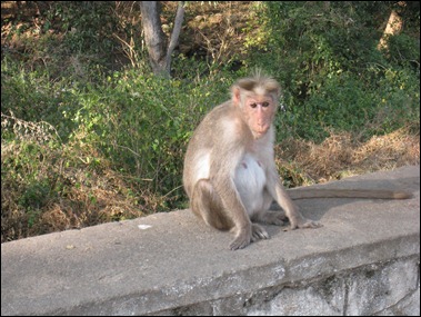 Forlorn Monkey