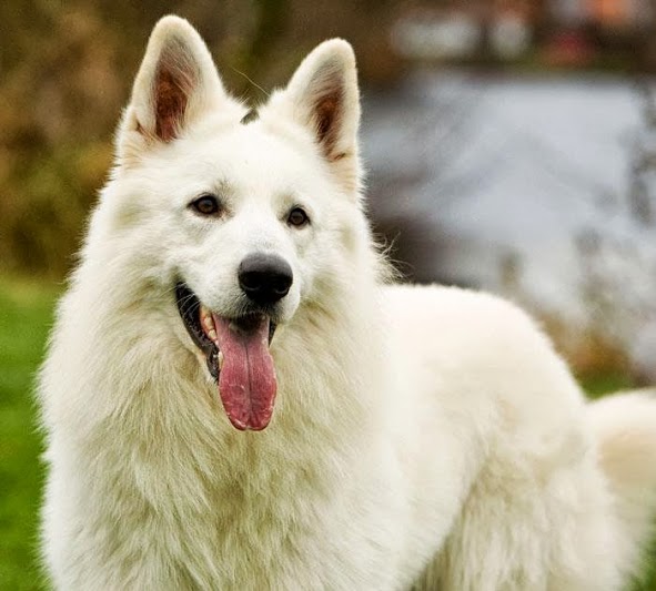 Puppy Engineer 稀有犬種百科 白毛 瑞士 牧羊犬 Rare Breed Encyclopedia White Swiss Shepherd Dog