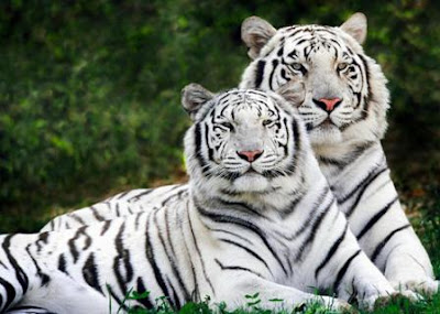 White Tiger Wallpaper on 10 Best Rare White Tiger Pictures   Wallpapers   Beautiful Wallpapers