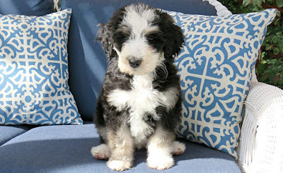 F2 bernedoodle Temperament, Size, Lifespan, Adoption