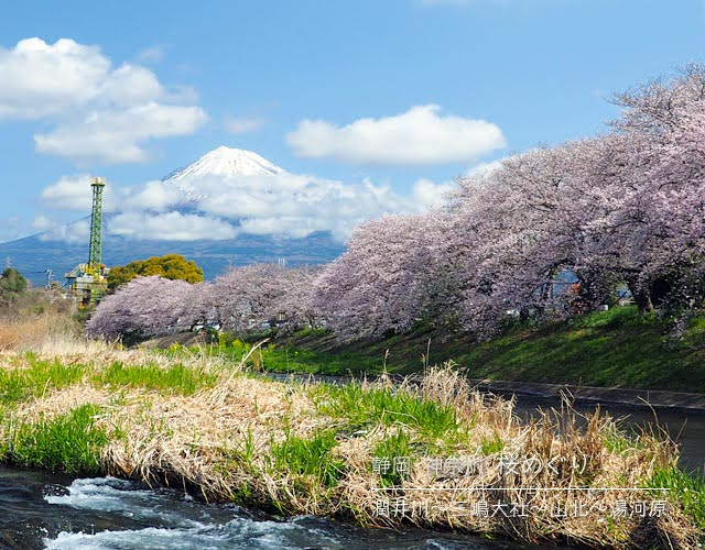 潤井川の桜並木と富士山