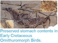 http://sciencythoughts.blogspot.co.uk/2015/01/preserved-stomach-contents-in-early.html