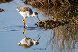 Wildlifefotografie Neretva Delta Stelzenläufer Olaf Kerber