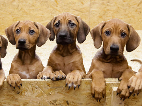 rhodesian ridgeback puppy. Rhodesian Ridgeback Puppies