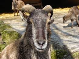 Trusty Tahr