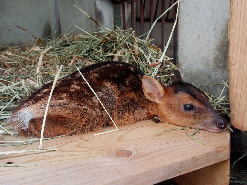 福岡市動物園ブログ キョンの赤ちゃんが生まれました