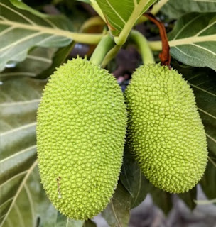 Breadfruit grows throughout West Africa