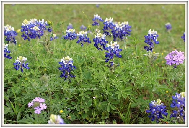 Texas Bluebonnets-Wildflowers-Springtime In Texas-From My Front Porch To Yours