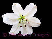 lily flower (lily )