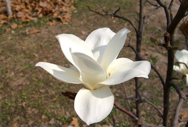 Magnolia Flower Pictures