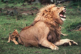 Funny animals of the week - 20 December 2013 (40 pics), baby lion bites adult lion