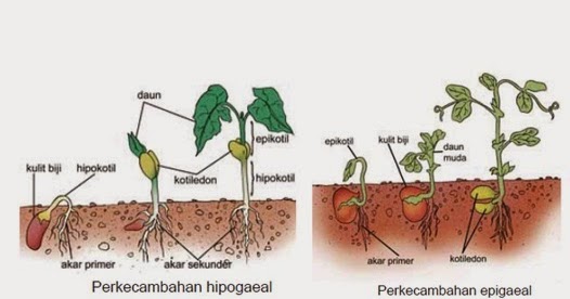 Proses Respirasi Tumbuhan  Pada Batang Melalui 2 dampak 