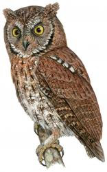 Otus jolandae