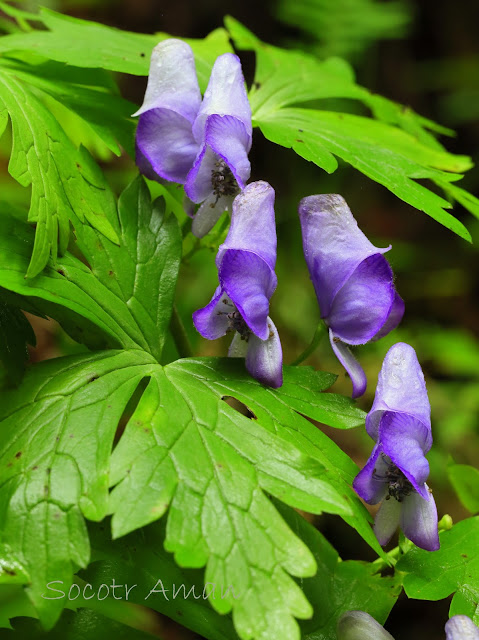 Aconitum japonicum