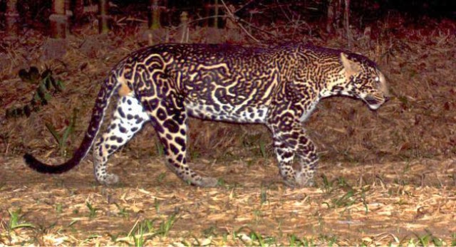 macan tutul semi hitam