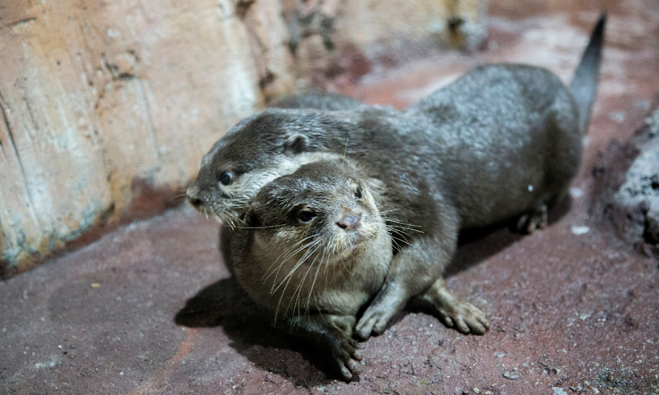 Are Otters Friendly?