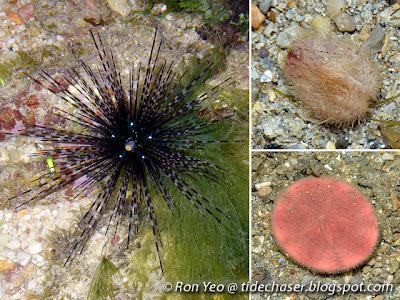 Sea Urchins (Class Echinoidea)