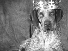 Saur: A Dog Who Became King